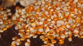 Россия запретит поставки из Сербии семян кукурузы с ГМО